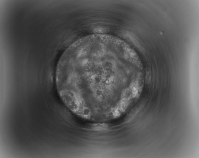 X0000089690363200707201725
