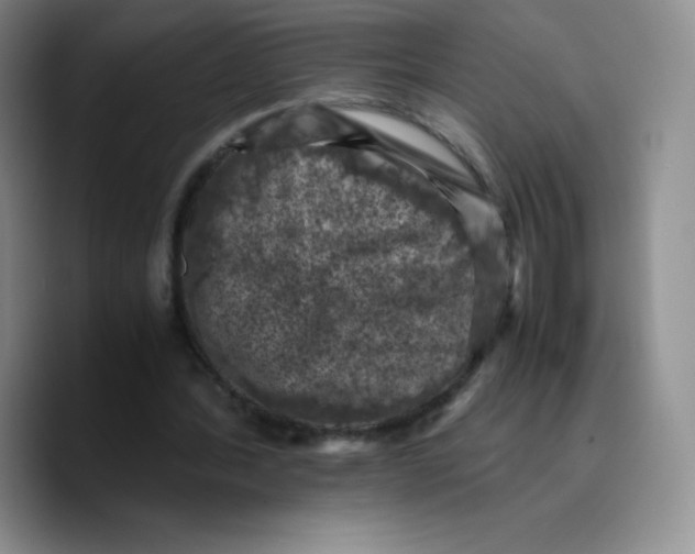 X0000089690388200707201724