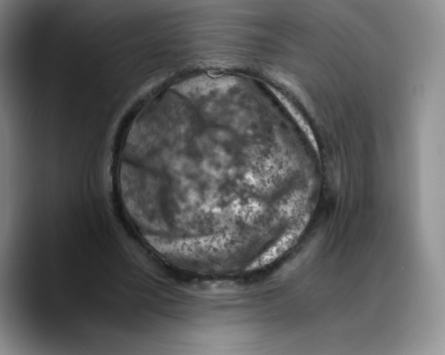 X0000089690395200707201724