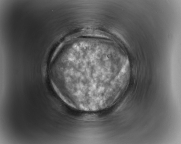 X0000089690403200707201724