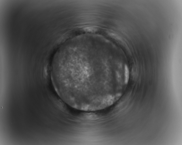 X0000089690424200707201724