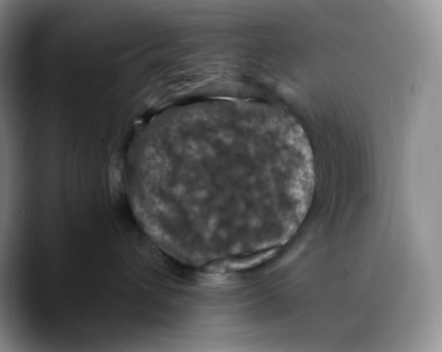 X0000089690432200707201724