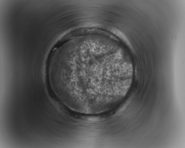 X0000089690436200707201723