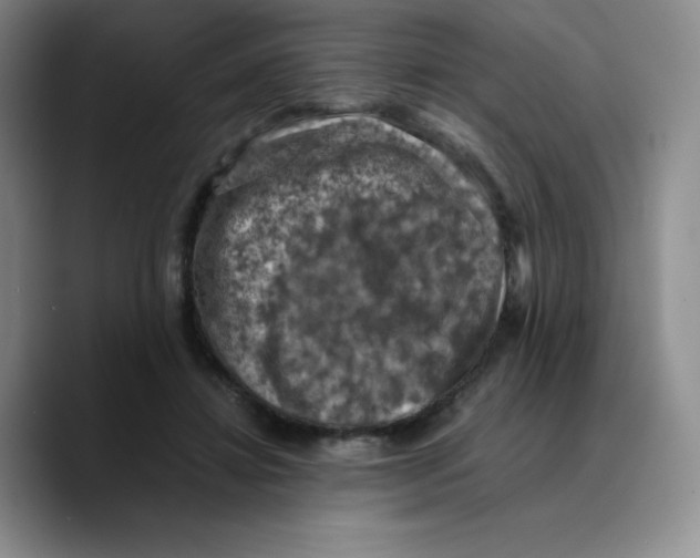 X0000089690452200707201723