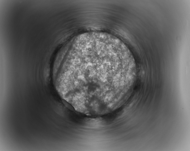 X0000089690548200707201722