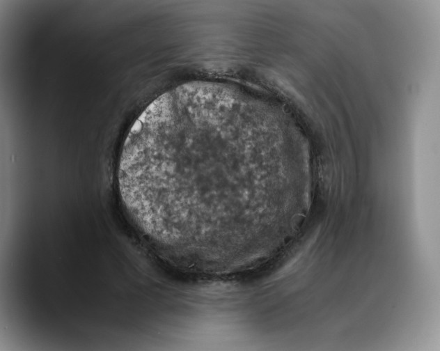 X0000089690593200707201722