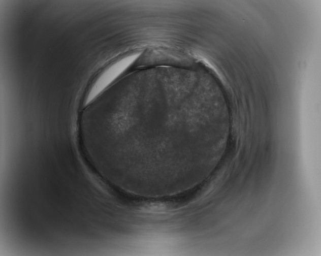 X0000089690677200707201720