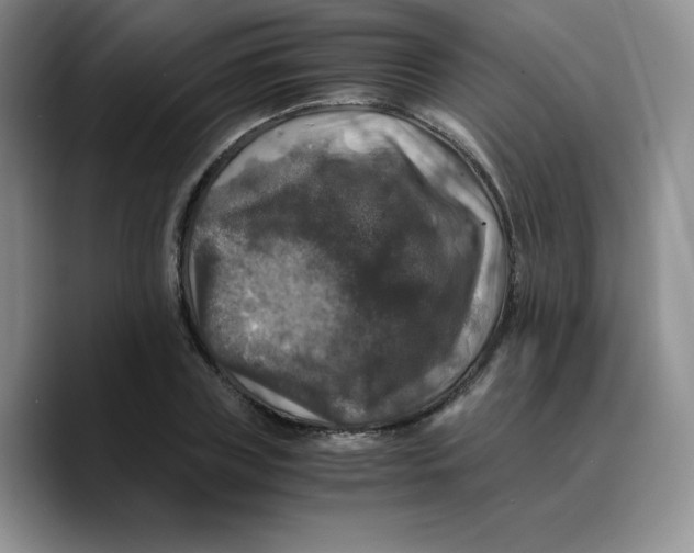 X0000089690835200707201718