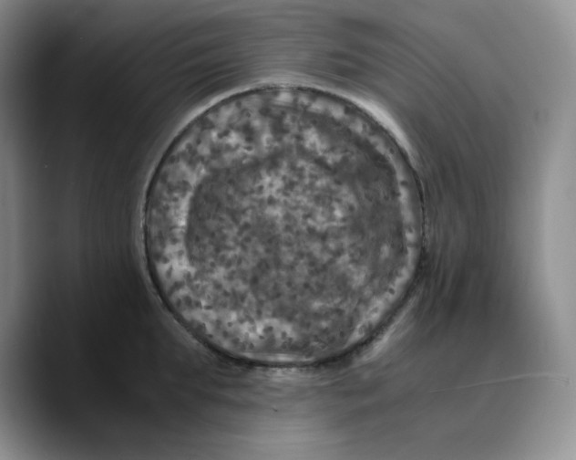 X0000089690903200707201718