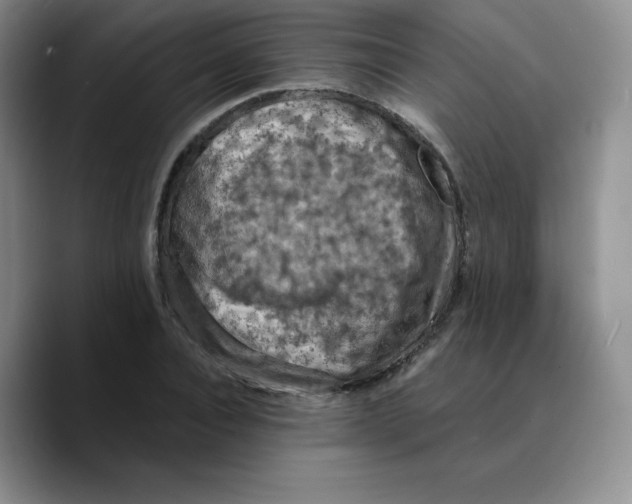 X0000089690928200707201717