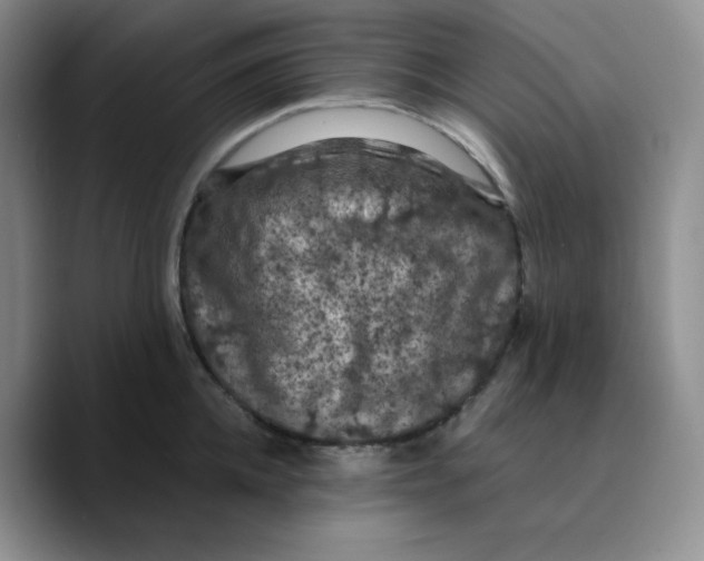 X0000089690952200707201717