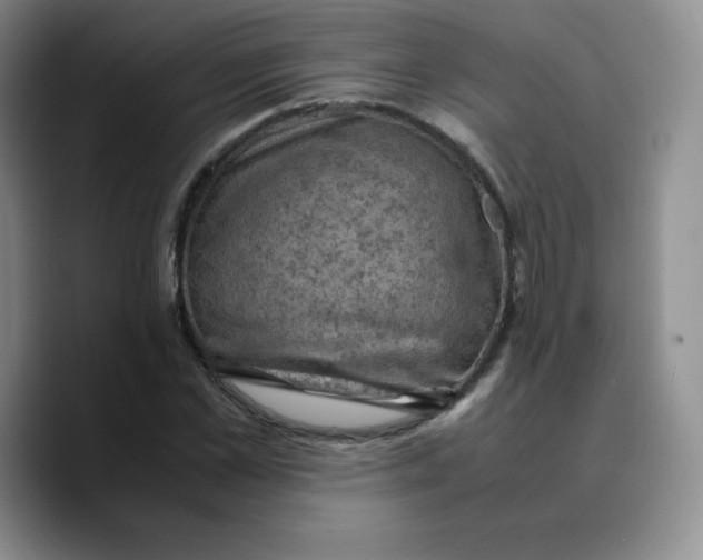 X0000089690973200707201717