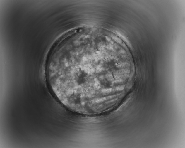 X0000089690976200707201717