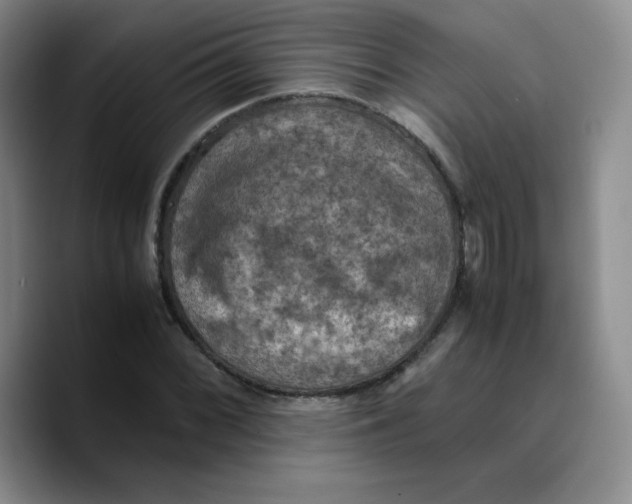 X0000089691068200707201715