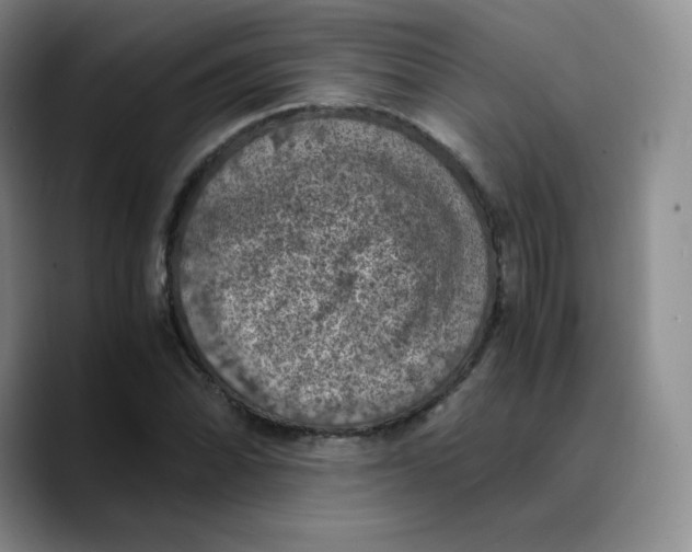 X0000089691070200707201715