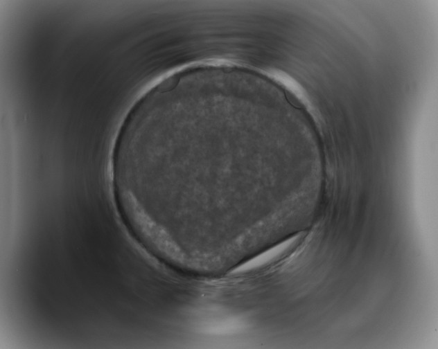 X0000089691335200707201712