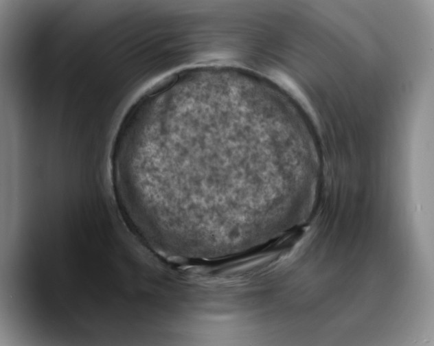 X0000089691336200707201712