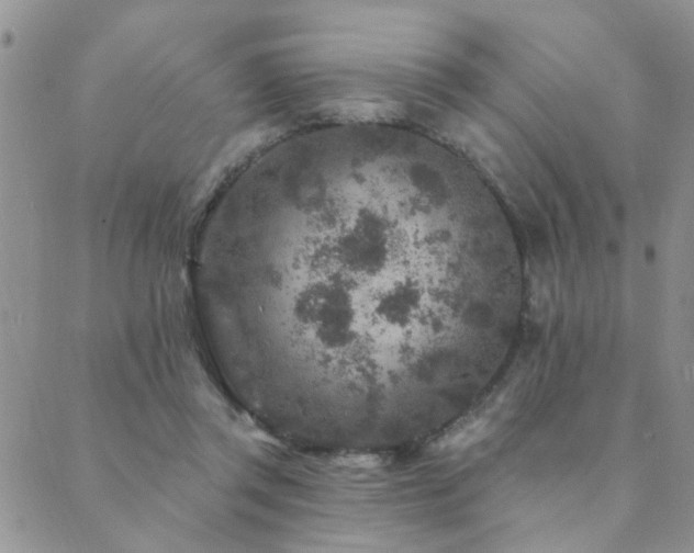 X0000089700357200706211324