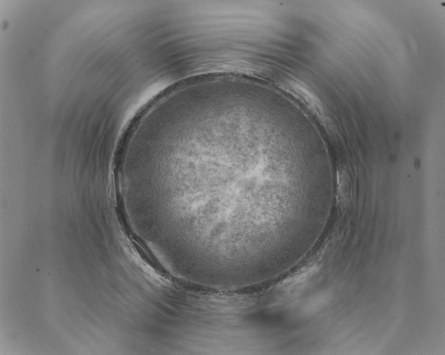 X0000089700780200706211317