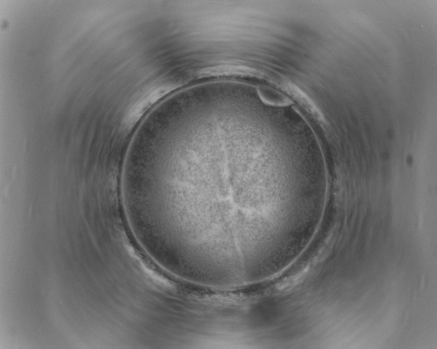 X0000089700937200706211314