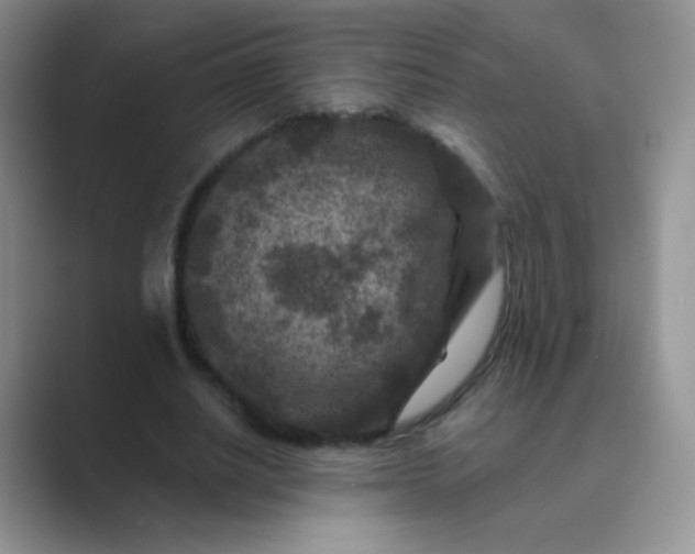 X0000089700630200707051644