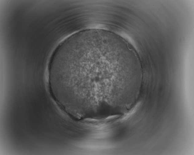 X0000089701125200707051638