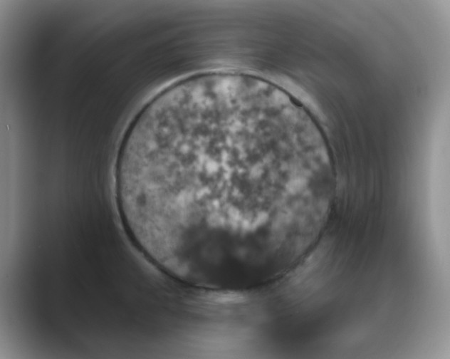 X0000089701239200707051638