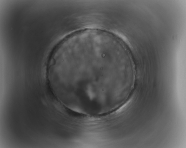 X0000089701263200707051637