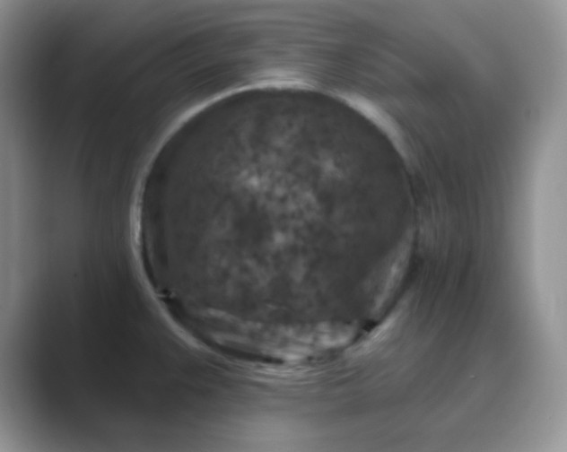 X0000089701383200707051636