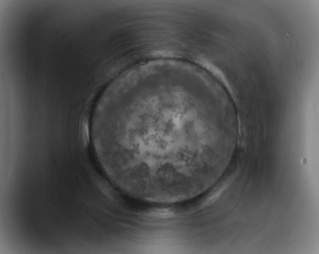 X0000089700061200707121402