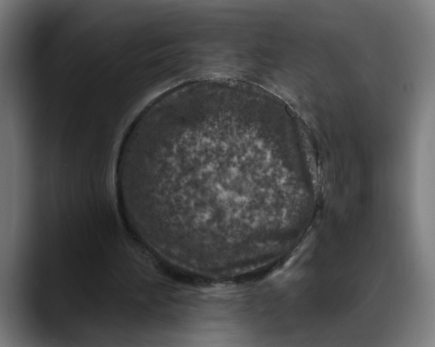 X0000089700196200707121400