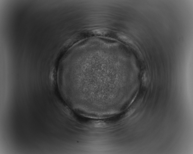 X0000089700424200707121357