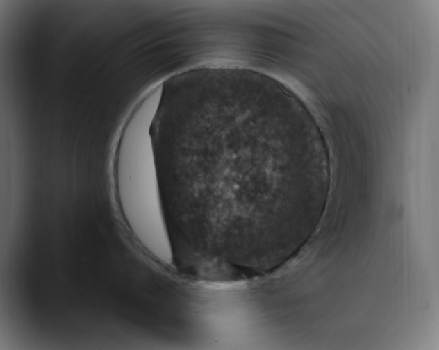 X0000089700864200707121353