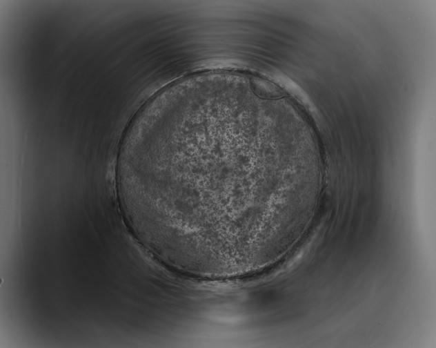 X0000089700937200707121351