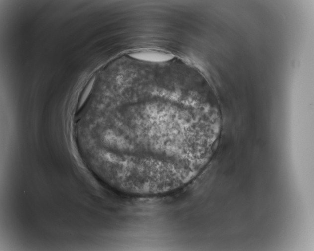 X0000089700145200707201747