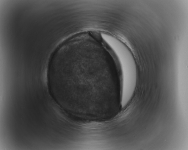 X0000089700387200707201745