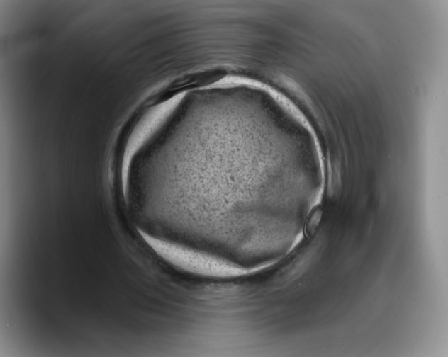 X0000089700435200707201743