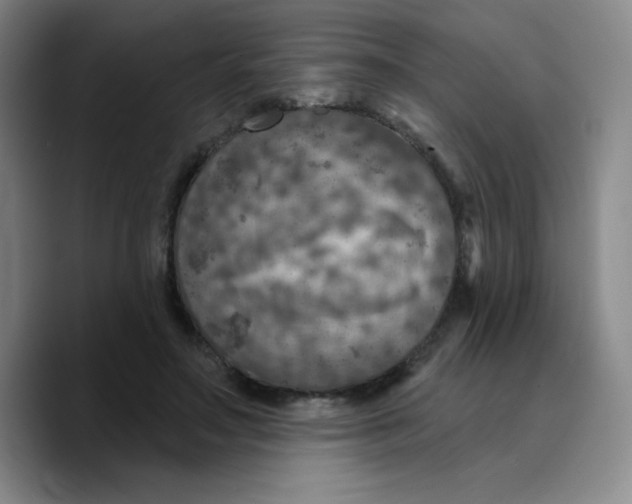 X0000089700499200707201743