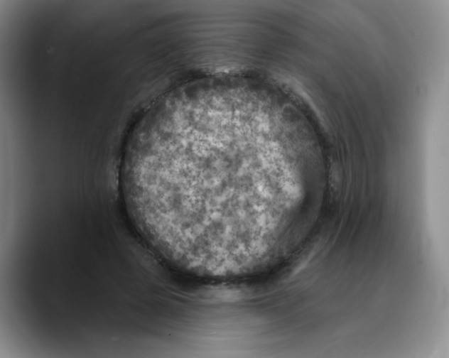 X0000089700545200707201742