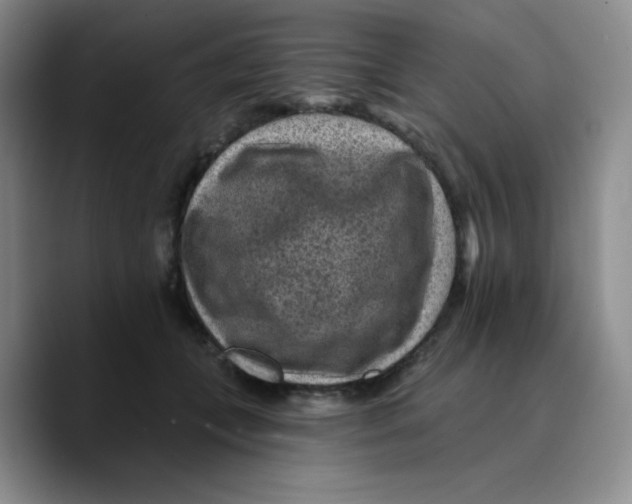 X0000089700559200707201742