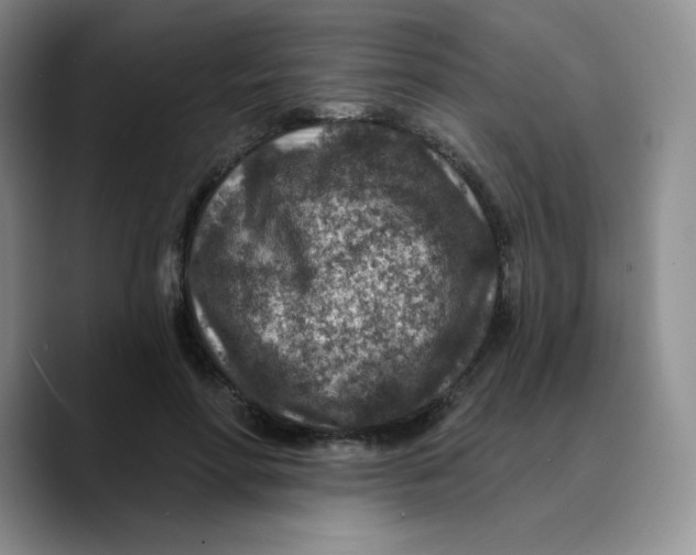 X0000089700598200707201742