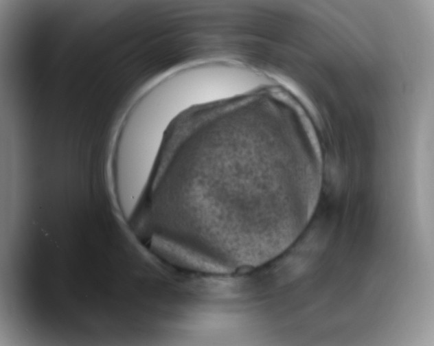 X0000089700959200707201738