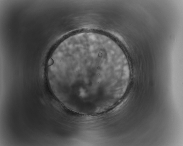 X0000089701263200707201733