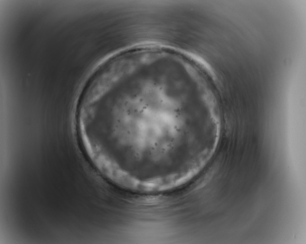 X0000089701279200707201733