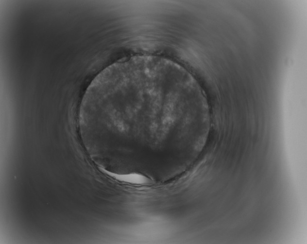 X0000089701297200707201732