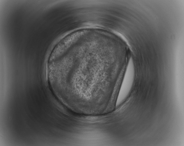X0000089701371200707201732