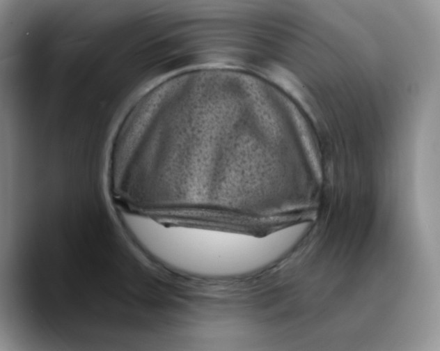 X0000089701379200707201732