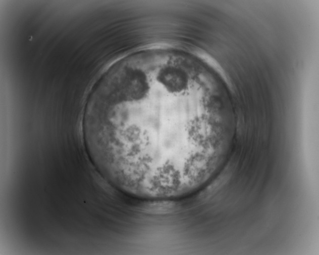 X0000089701417200707201731