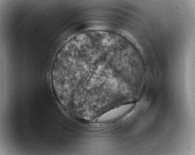 X0000089701425200707201731
