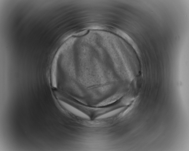 X0000089701433200707201731